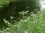 Schierlings-Wasserfenchel-Pflanzen im Juli 2020 am neuen Priel am Wrauster Bogen. Foto SLE