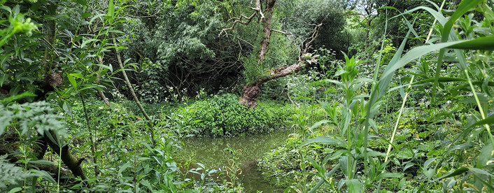 Der neu gebaute Priel im Jenisch-Park. Foto SLE