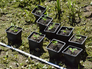 Die Schierlingswasserfenchel-Rosetten werden den Töpfen entnommen und in ihren neuen Lebensraum gepflanzt