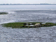 Ein Schaf steht bei Niedrigwasser an einem potenziellen Schierlings-Wasserfenchel-Standort 