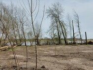 Schwarzpappeln, Weiden und Flatterulmen: der neue Auwald direkt nach der Pflanzung. Foto SLE