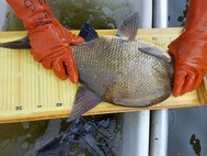 Ein Fisch wird auf einem gelben Brett vermessen. Dieser ist über 30 cm groß
