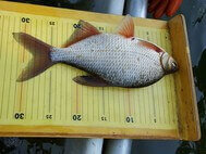 Ein Fisch wird vermessen. Dieser ist über 30 cm groß.