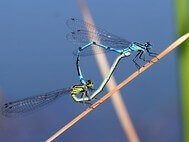 The mating of the dragonfly 
