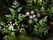 Flowering Elbe water dropwort with white blossoms