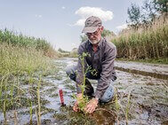 Mr. Obst is planting Oenanthe conioides into the tidal creek at the Wrauster Bogen