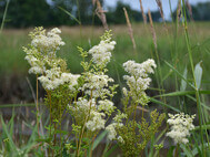 Mädesüß ist typisch für Feuchtwiesen. Foto SLE