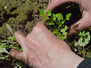 Planting Elbe Water Dropwort into a newly created habitat