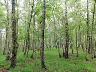 Birkenwäldchen in Roddau-Nähe. Foto SLE