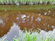 Sandrippel in der Roddau - Indikator für einen schlechten ökologischen Zustand. Foto SLE