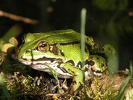 A green frog with grey stripes is sitting in proximity to a pond
