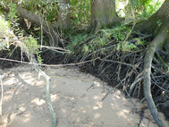 Erodiertes Ufer. Die Wurzeln halten den letzten Klei fest. Foto SLE
