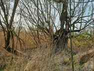 Alte Weiden am Rand des Röhrichts. Foto SLE