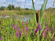Riparian shrubs and bulrushes on a newly created mudflat  (photo Elbe Habitat Foundation)